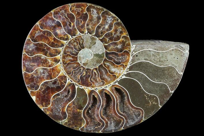 Agatized Ammonite Fossil (Half) - Madagascar #103100